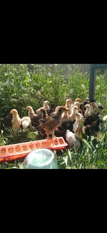 цыплята в бишкеке: Домашние цыплята 1 месяц