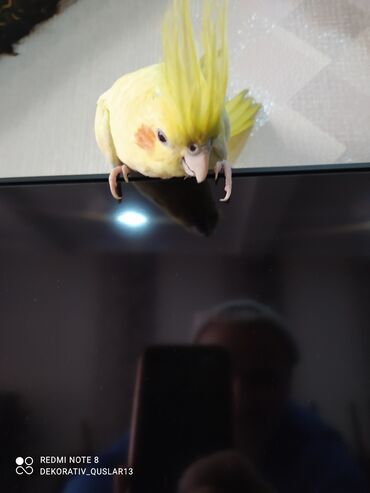 Tutuquşları: SALAM ENDİRİMLƏRƏ DAVAM. 💥🔥.HAZIR DANIŞAN QUŞLAR SATILIR!!!!!! Yaş — 15