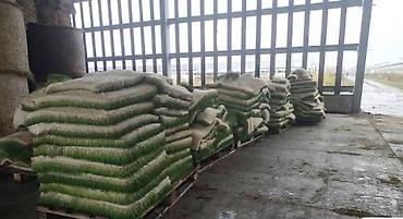 Микрозелень: Гидропоника, корм для скота (зелень пшеницы и ячменя) Цена договорная — 11