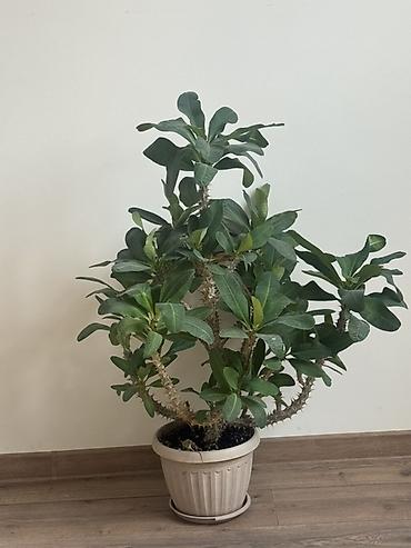 Комнатное растение — Молочай миля (Euphorbia milii, “корона Иисуса”) в lalafo.kg да — 1 Комнатное растение — Молочай миля (Euphorbia milii, “корона Иисуса”) в — 1