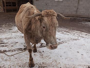 дойный коровы: Продаю | Корова (самка) | Алатауская | Для молока — 4