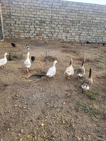 Qazlar: Qaz sürüsü satılır - Növ: Ağ və boz yerli qazlar (qarışıq rənglər) - — 3