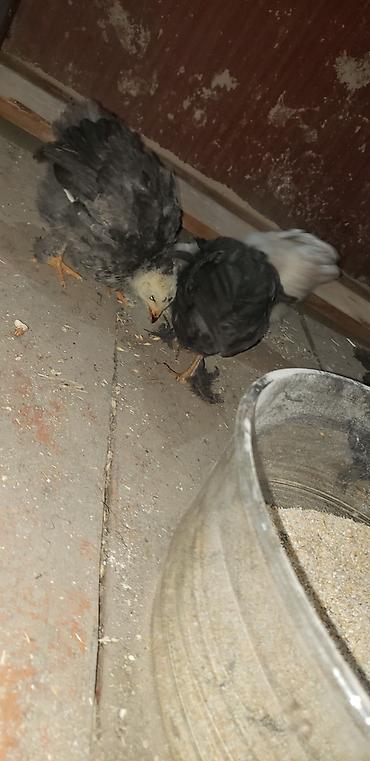 Куры, петухи: Продаю | Цыплята | Для разведения — 39