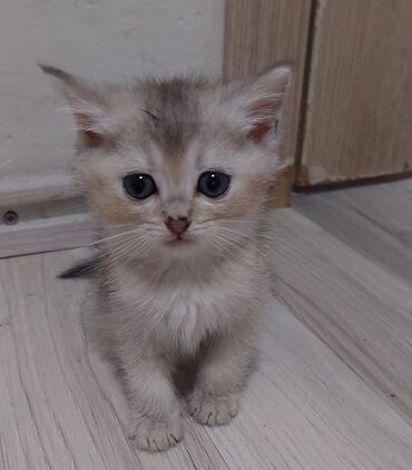 Pişiklər: Şotland, Erkək, Dişi, Yaxşı əllərə, Ünvandan götürmə — 16