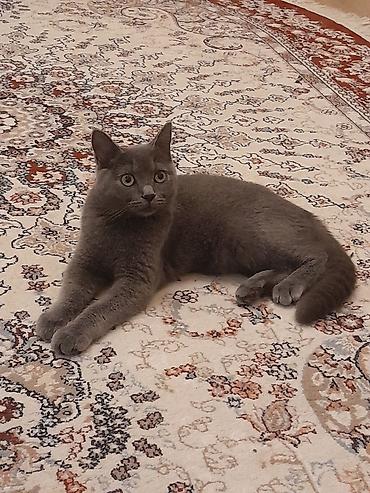Şotlan cinsi4ayliq boz pisik.qiymeti 80manat.xarice kocuruk deye