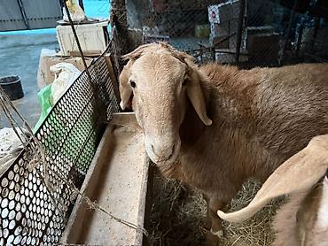 Баран, овца: Продаю | Баран (самец) | Для разведения | Осеменитель — 4