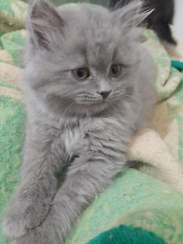 Кошки: Самец, В добрые руки, Самовывоз — 1