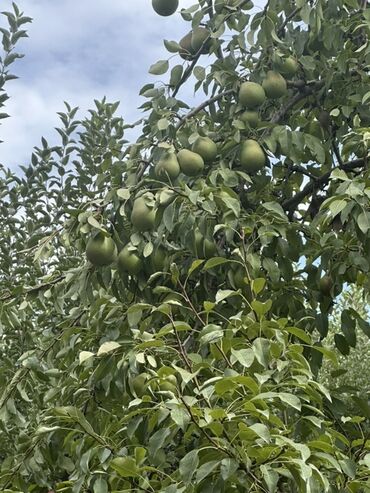 кресло для компьютера б у: - Тип продукта: Фрукты - Вид фрукта: Груша - Цвет: Зеленый - Форма