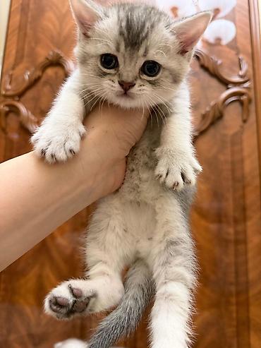 Pişiklər: Tabbi, Erkək, Yaxşı əllərə, Ünvandan götürmə — 4