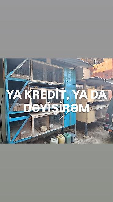 большая клетка для кролика: Satıram kredit mümkündür dəyişmək olar — 1