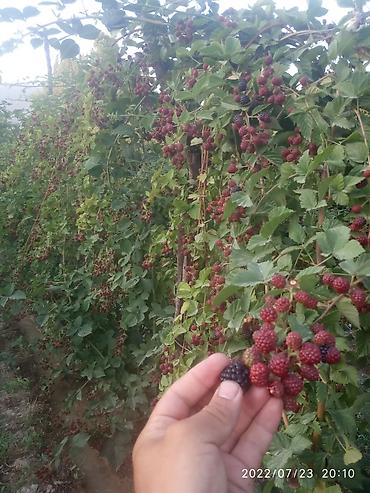 Blackberry saplings & cuttings: Ежевика "Торнфри " высокоурожайный сорт (саженцы) көчөттөрү сатылат — 5