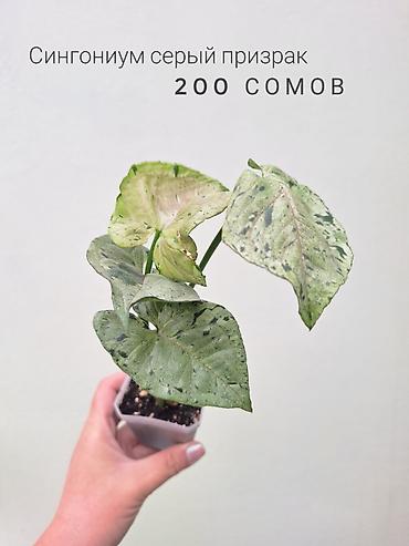 Бөлмө өсүмдүктөрү: 💚 Комнатные растения (детки/молодые растения). 🪴 Названия и цены — 8