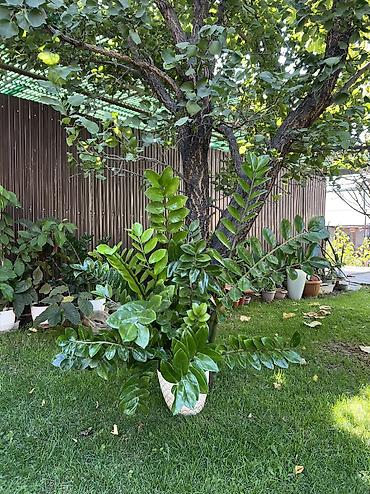 район юг 2: Продаю замиокулькасы (долларовое дерево, Zamioculcas zamiifolia) в — 2