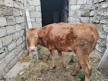 pomeranian satilik: 6 aylıq dişi dana satılır bordağa bağlamaqa yarıyır heç bir problemi — 1