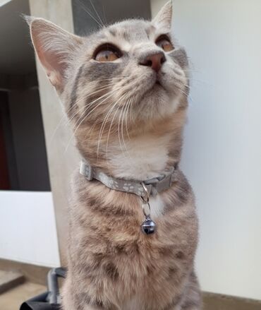 Собаки: Bu qız sahibləndirilir😻 Çatdırılma var