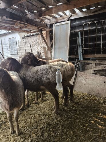 Баран, овца: Продаю 4 кочкорика at lalafo.kg — 3 Баран, овца: Продаю 4 кочкорика — 3