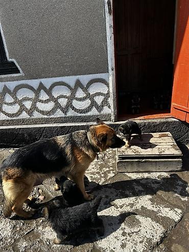 Продажа собак: Немецкая овчарка, классический черно‑рыжий окрас. Плотный подшерсток — 9