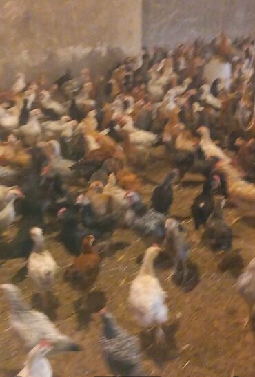Toyuqlar, xoruzlar: Tam saglam cuceler cox alana endirim var