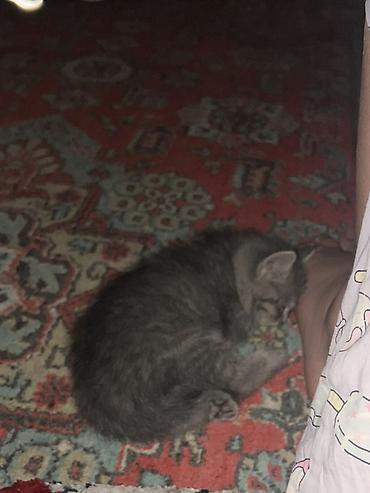 шотландская кошка: Скотиш Страйт (Шотландская прямоухая), 3 месяца, Девочка, Серый, Метис — 1