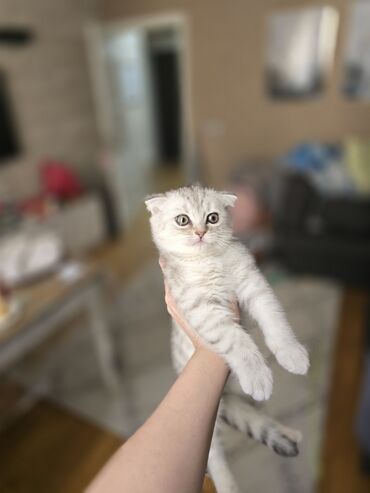 бенгальский кот: Шотландская, Самец, Самка, Самовывоз