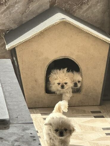 it yuvalari: Pekines, 3 ay, Peyvəndli