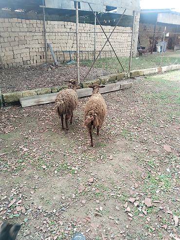 ot yonca: Quzu – 2 baş (qəhvəyi rəngli, uzun yunlu) - Cins tipi: yerli — 3