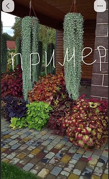 открыто: 🍀Продам черенки колеусов свежим срезом по 150 сом. Корни дают очень — 1