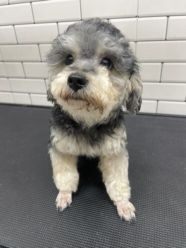 Коровы, быки: Dişi 4 ayliq satilir