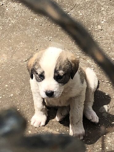 heyvanla barter: Alabay, 1 ay, Dişi, Ünvandan götürmə
