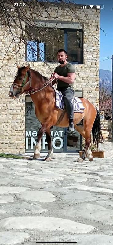 at cilovu: At satılır qarabag atı iri ezeleli Cox mehriban tam sağlam 7yas — 4