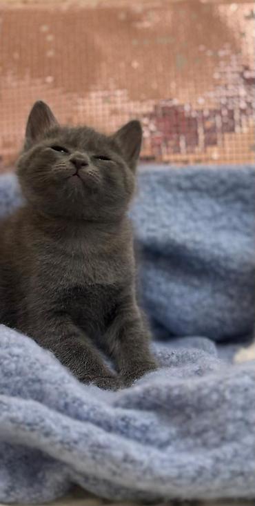 кошки продаются: Ищем добрые и заботливые семьи, которые смогут подарить котятам — 2