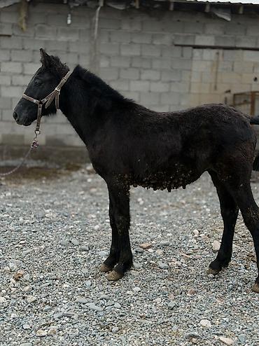 Лошади, кони: Продаю | Кобыла (самка) | Для разведения | Племенные — 2