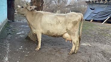 Коровы, быки: Продаю | Корова (самка) | Швицкая | Для молока — 15