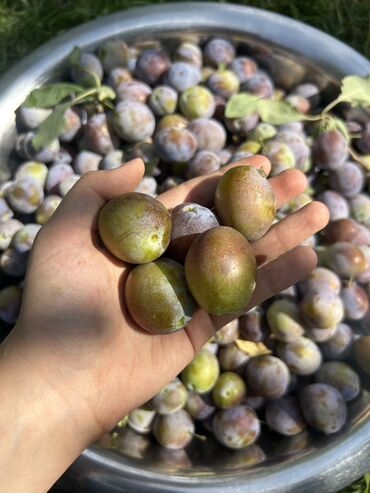 купить сливу: Свежие, дарыланган эмес Продаю сливы, домашние, вкусные и сладкие 🌸