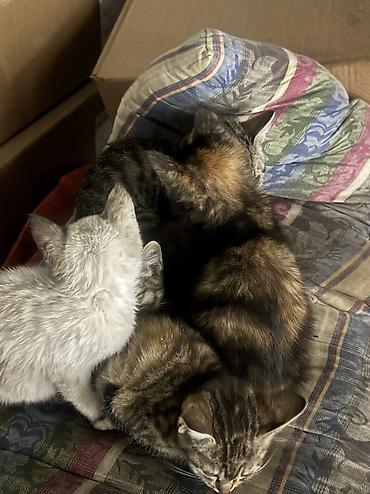 кошка породистые: Отдам даром в добрые руки Котята не домашние, разноокрашенные: - — 1