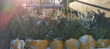 Декоративные деревья: Саженцы деревьев: Ели, Бесплатная доставка — 9