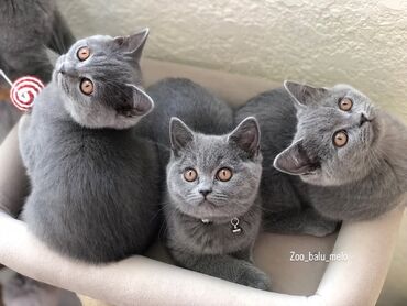 сиамская вислоухая кошка цена: Britan, Erkək, Dişi, Ünvandan götürmə