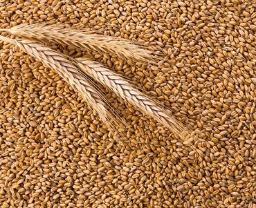 Корма для с/х животных: Пшеница кормовая, чистая, идеальная