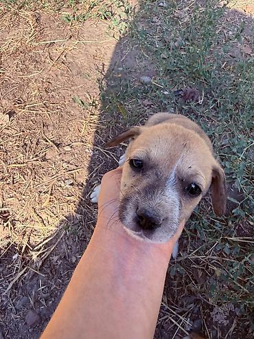 щенки собак: Щенки ищут любящий дом! 🐶❤️ Отдаем очаровательных щенков в добрые — 3