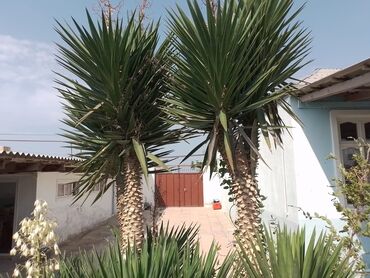 Həyət evləri və villaların satışı: Həyət evləri və villaların satışı — 14