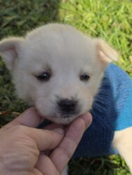 Psi: POKLANJAM štence mesanci haskija i ptičara,očišćeni od — 27