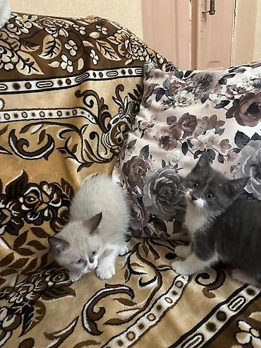 Отдам в добрые руки ласковых котят, светлый мальчик,серая девочка