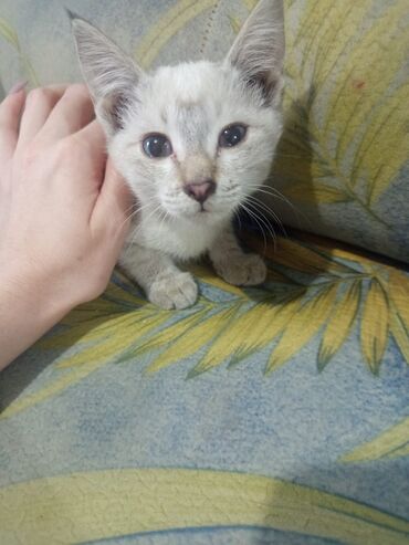 купить породистую собаку: Котята, домашние. На выбор несколько малышей: - Светлый котенок с