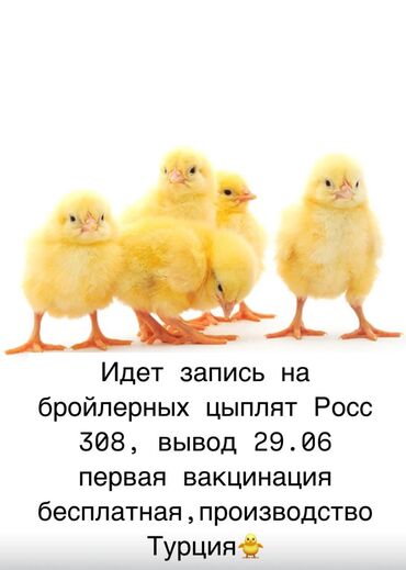 сколько стоит черепаха маленькая в бишкеке: Продаю | Цыплята | РОСС 308 | На забой, Для разведения