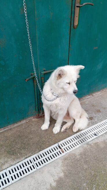 домик для маленькой собаки: Samoyed
