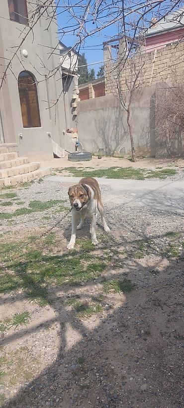 itler alabay: Alabay, 2 il, Erkək, Peyvəndli, Ünvandan götürmə — 4