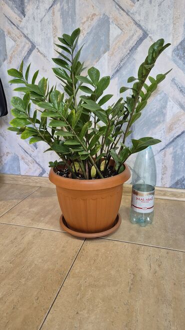 зонтик для рынка: Замиокулькас (ZZ plant) в горшке - Кустовой, с множеством побегов;