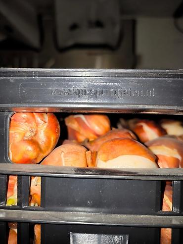 Тюльпан: Платная доставка, Самовывоз — 3