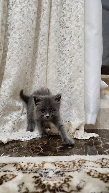 pişik balaca: Şotland uzun tüklü, Yaxşı əllərə — 2