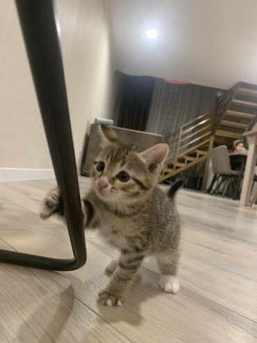 кот для вязки: Кошка даром: Беспородная, 2 месяца, Мальчик